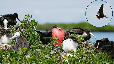 Frigatebirds lifestyle