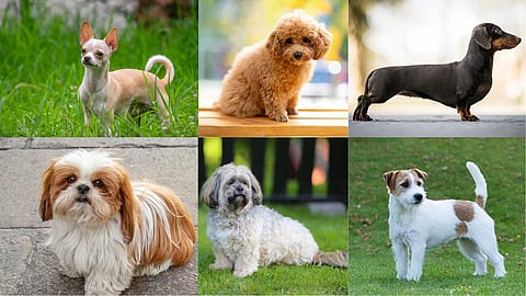 Dog breeds