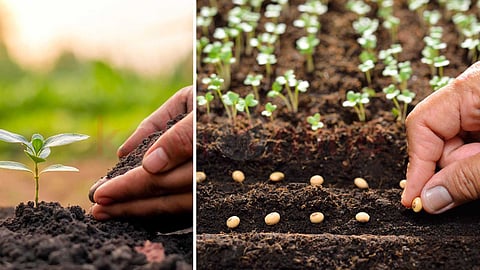 beauty of seeds...