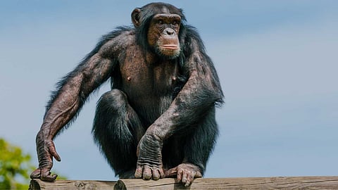 World Chimpanzee Day