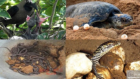 Birds and animals that don't want to show interest in children