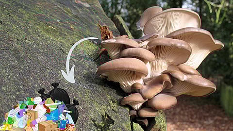Plastic eating mushroom