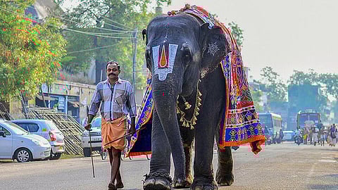 Temple elephant