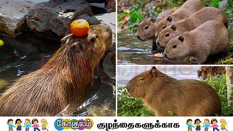 capybara