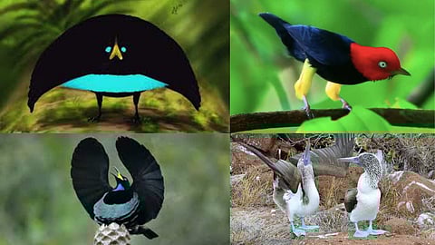 Dancing birds