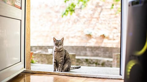 Cat coming home