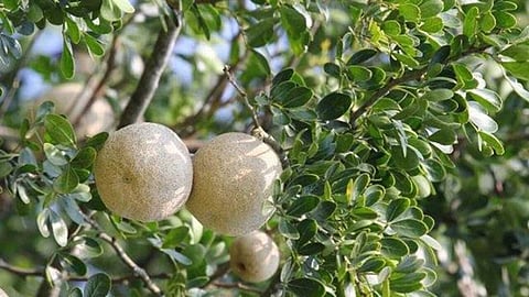 Vilaam fruit tree
