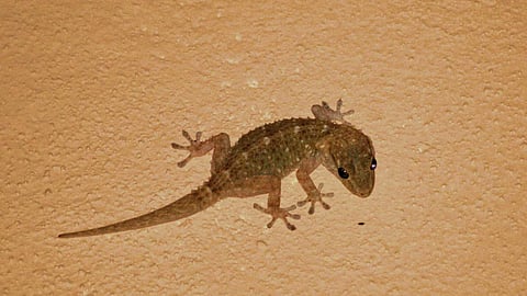 Lizard Benefits