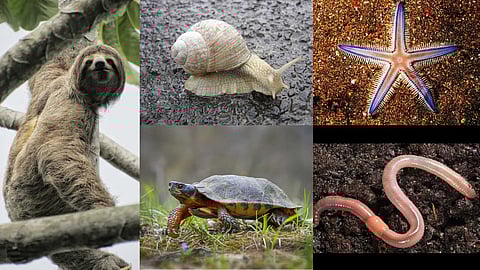 Creatures that cannot run