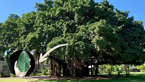 Banyan tree