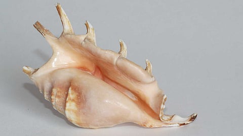 Color-changing five-finger conch