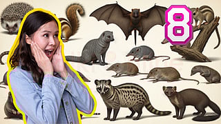 Mammals - Animals
