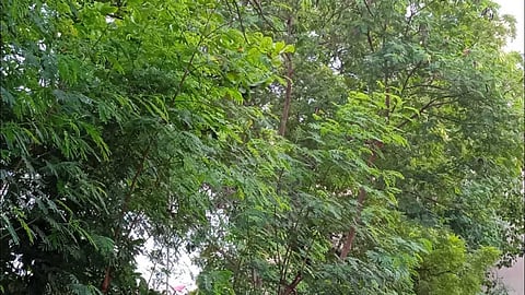 Uses of Suba Grass Tree
