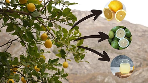 Lemon