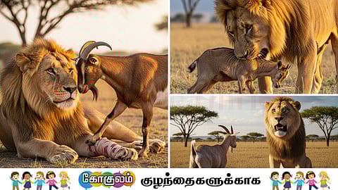 The lion with goat 