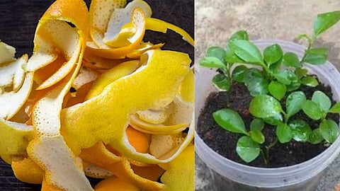 Benefits of lemon peel in home garden