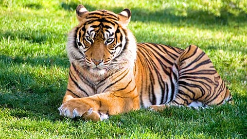 Tiger is the national animal of India.