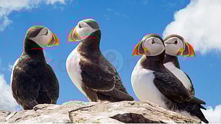 Amazing birds