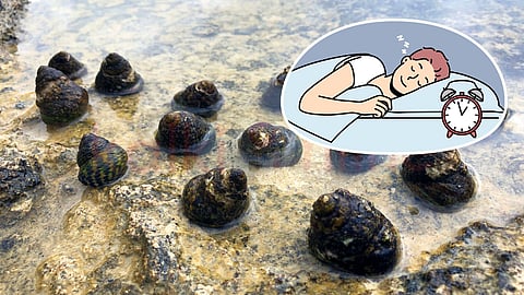 Sea Snail