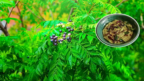 curry leaves