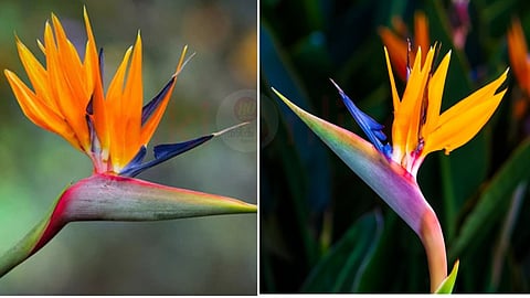 Bird of Paradise flower