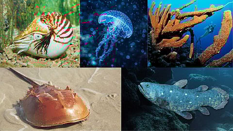 sea creatures
