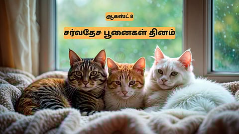 Cats