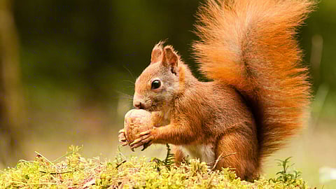10 things you didn't know about squirrels!