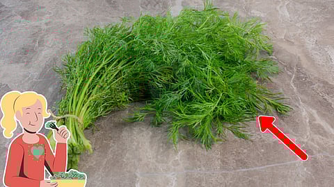 Dill leaves