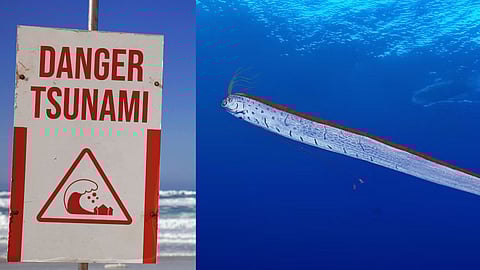 Oarfish tsunami prediction