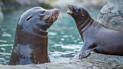 Unbelievable things about sea lions