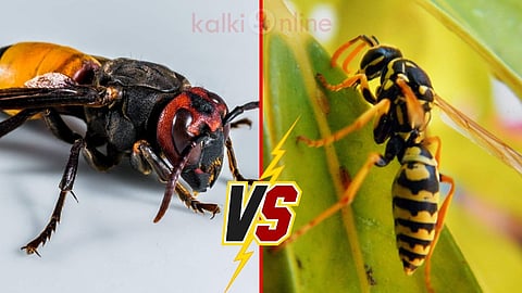Wasp vs Hornet
