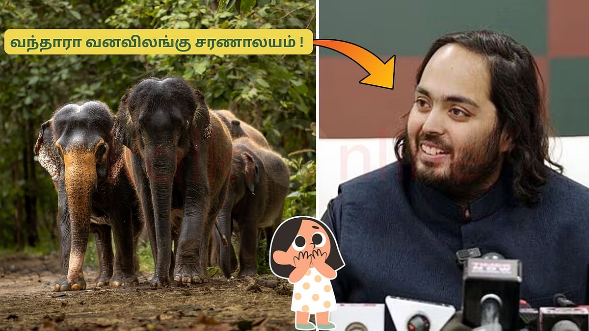 வந்தாரா சரணாலயத்திற்குள் என்ன நடக்கிறது? ஆனந்த் அம்பானி மீது தொடரும் குற்றச்சாட்டுகள்! 