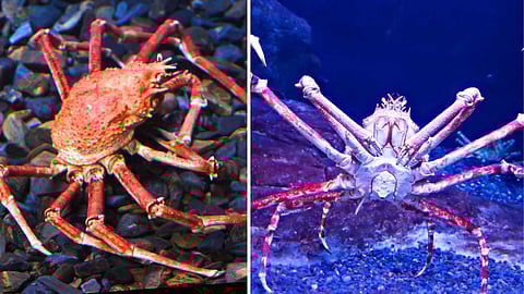 Macrocheira kaempferi