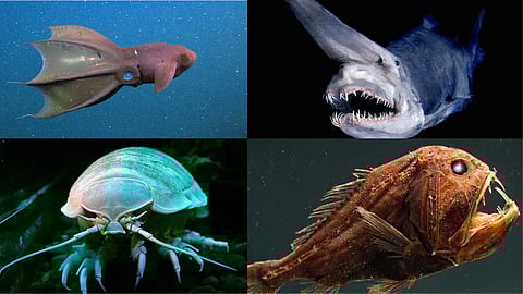 Amazing Animals of the Deep Sea