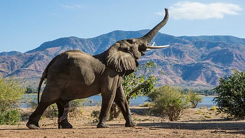 World Elephant Day