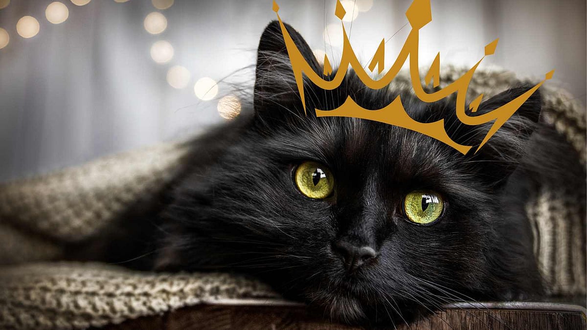 பூனைப் பிரதாபம்: கருப்பு பூனைகளுக்கு கப்பலில் ராஜ மரியாதை! ஏன் தெரியுமா? 