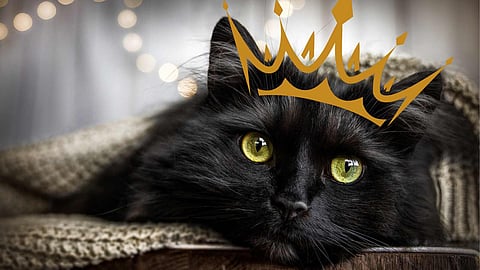 Black Cat