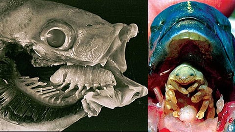 Blood-sucking parasites