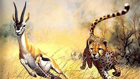 Deer chased by leopard