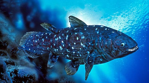 Sanctuary of rare species