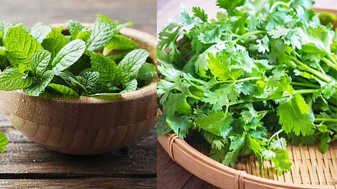Methods for preserving mint and coriander
