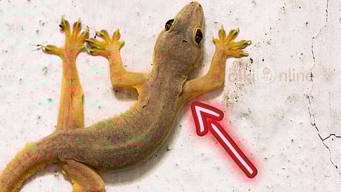 Lizard