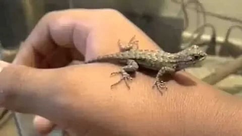 Benefits of telling a lizard