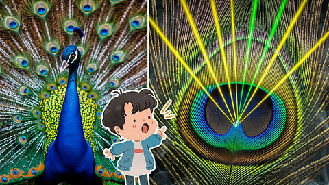Peacock and Peacock feathers emit laser light