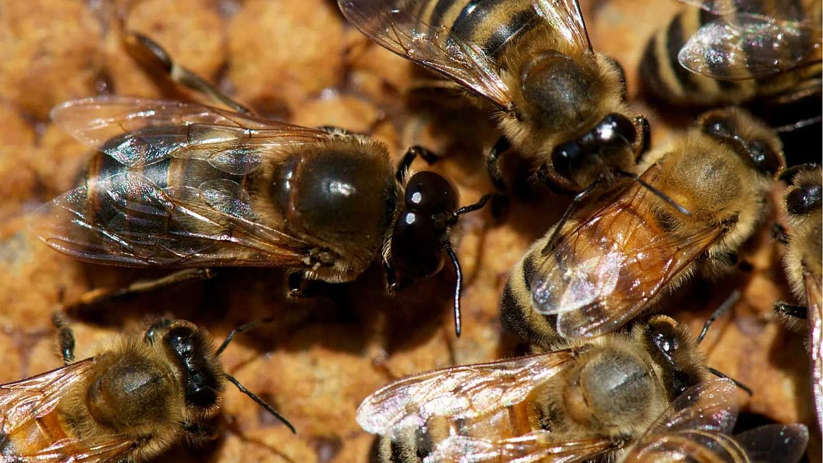 பிஞ்சு குழந்தைகள் உயிர் தான் முக்கியம்..! 25 குழந்தைகளை காப்பாற்றி தன்னுயிரை தியாகம் செய்த வீரத்தாய்!