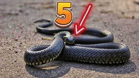 Snakes