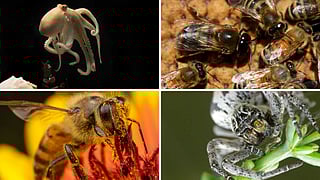 Insects