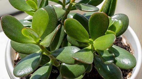 Jade plant brings wealth and happiness