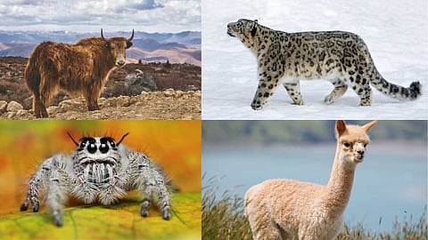 Organisms that survive in low oxygen environments